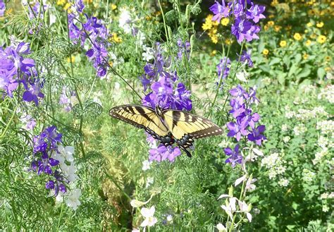 Tiger Swallowtail Butterfly On Larkspur Ali Eminov Flickr