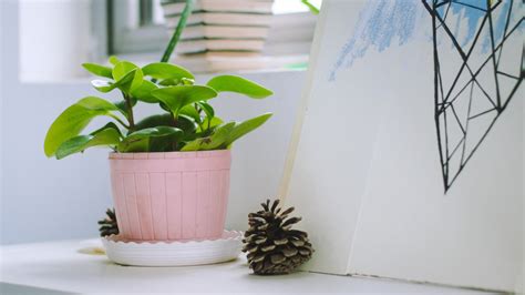 How To Keep Indoor Plants Healthy