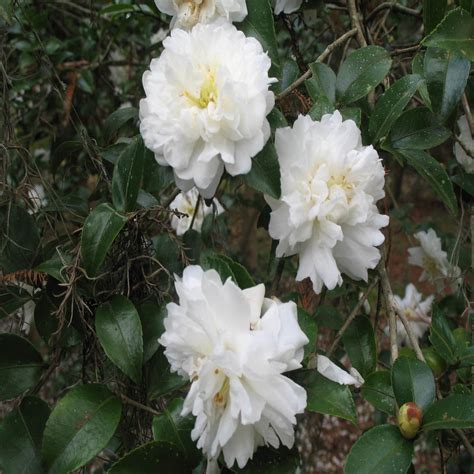 Camellia S Snow On The Mountain 7 Siteone
