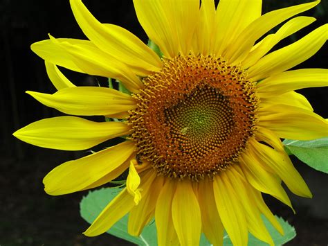 Giant Sunflower Free Photo Download Freeimages