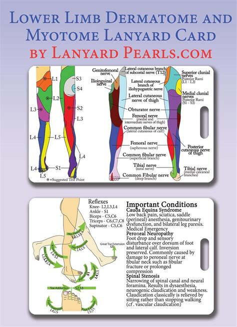 Lower Limb Dermatome Myotome Neuro Exam Lower Limb Medical Posters