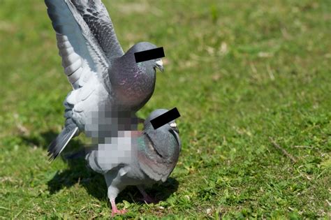 Flirter Comme Un Pigeon Pour Pogner à La Saint Valentin