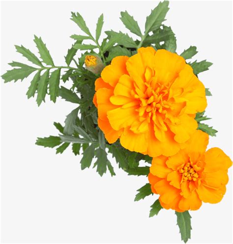 Orange Flowers Png Marigold Png Transparent Png Png