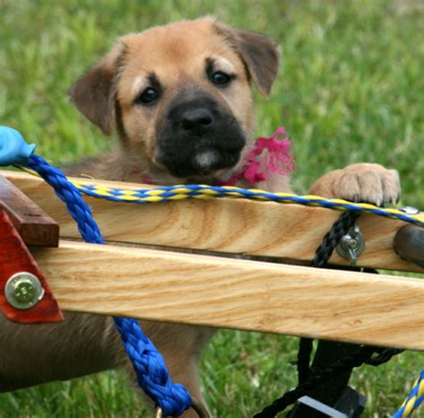 Tips For New Chinook Dog Owners