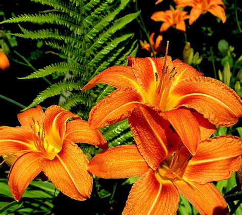 Orange Lily Flower Garden Lily Orange Hd Wallpaper Peakpx