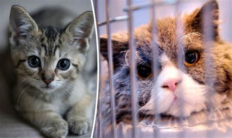 Animal Welfare Charities Overburdened With Cats Rspca Reveals Uk