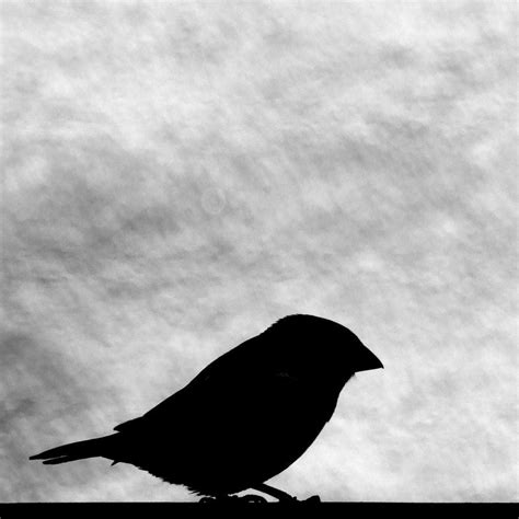 Shadowbird By Vondervotteimittiss On Deviantart Photography