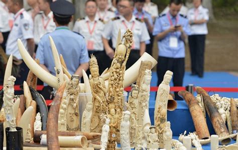 More Efforts Are Needed To Stamp Out The Ivory Trade Cn