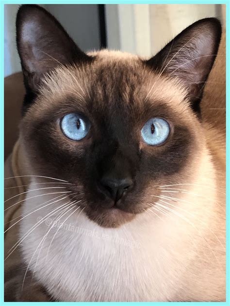 These Blue Eyes Cat Breeds Siamese Siamese Cats Facts Siamese Cats