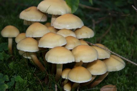 Hypholoma capnoides - identifier-les-champignons.com