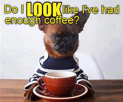 Do I Look Like Ive Had Enough Coffee Funny Dogs Funny Dog Memes