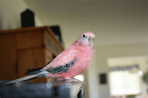 Mr Pink A Rosy Bourke Pet Birds Parakeet Cage Bird