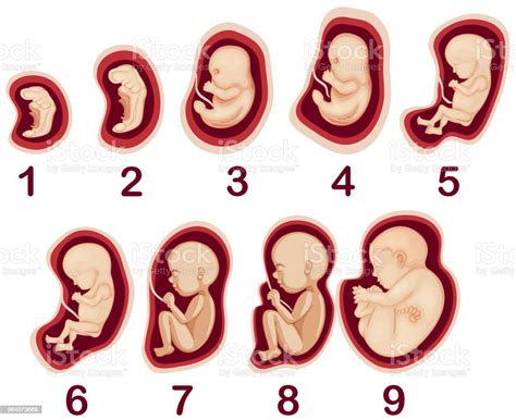 A Vector Of Human Embryo Development Stock Illustration Download