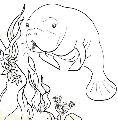 Cute Manatee Coloring Page Coloring Pages