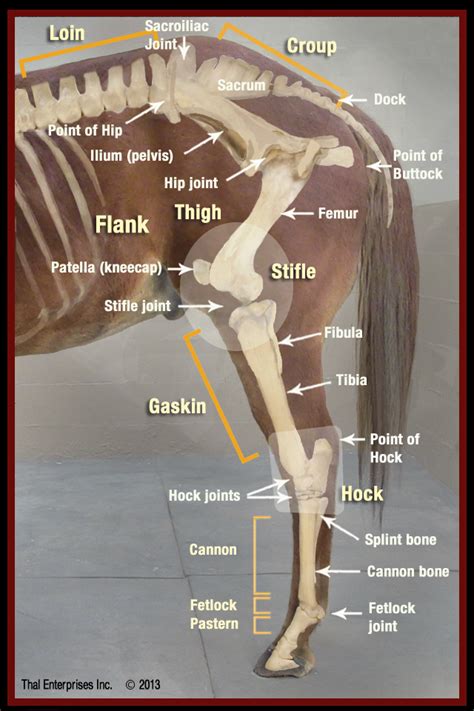 Equine Front Leg Anatomy