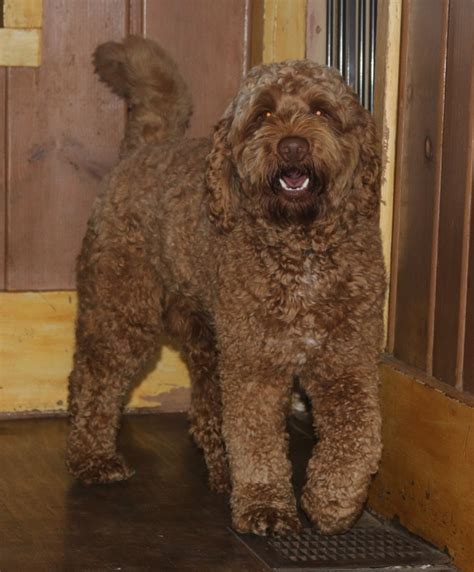 Why buy a labradoodle puppy for sale if you can adopt and save a life? Australian Labradoodle Puppies for Sale in MI | Jubilee ...