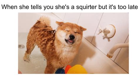 the best squirt memes memedroid