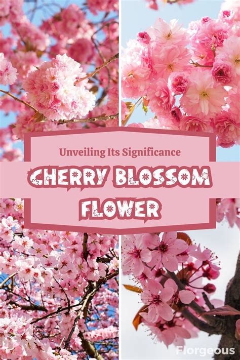Cherry Blossom Flower Meaning And Symbolism Unveiling Its Significance