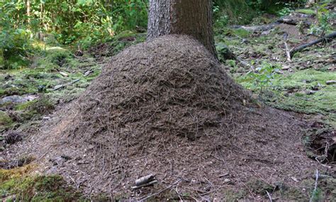 Wird der pflasterstein angehoben, lauern unzählige ameisen unter dem stein und in der erde. Ameisen bekämpfen | selbst.de