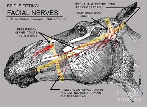 Animal-MRT | Head Shaking in Horses