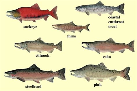 Lifecycle South Puget Sound Salmon Enhancement Group