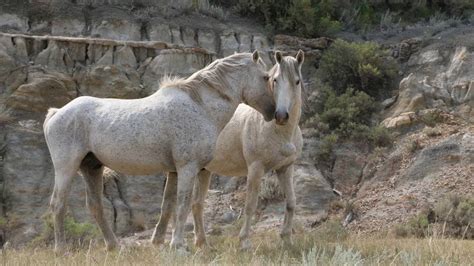 Wild Horses And Wild Life Of Theodore Roosevelt National Park North