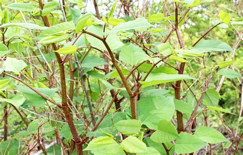 Whiskey Inspect More And More How To Spot Japanese Knotweed Lost