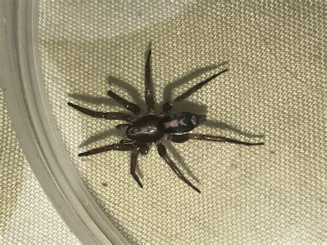 Unidentified Spider In Illinois United States