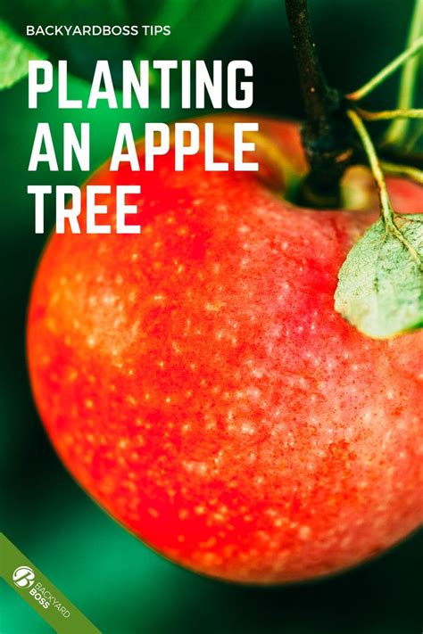 How To Plant An Apple Tree Your Complete 2020 Guide Apple Tree