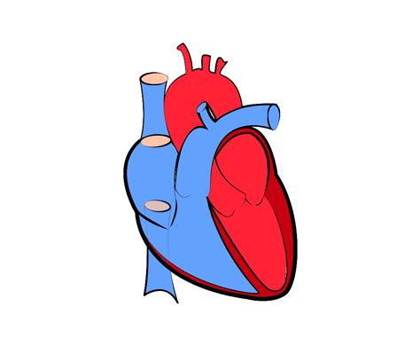 Anatomical Heart Clipart With Transparent
