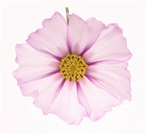 Dainty Pink Cosmos On White Background Photograph By Rosemary Calvert