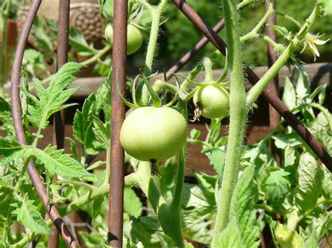 Find this pin and more on tomatoes by jon gosling. 2012 Rutgers Ramapo Tomato Seed‏ | The Garden Lady