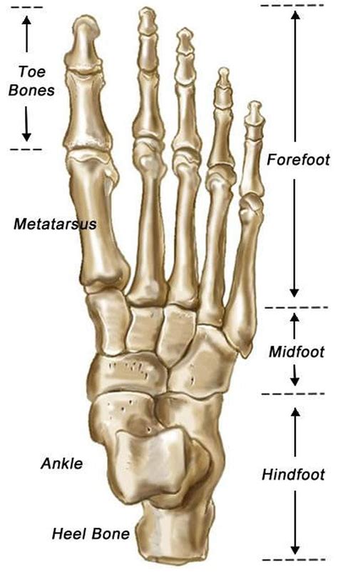 The foot bones shown in this diagram are the talus, navicular, cuneiform, cuboid, metatarsals and calcaneus. Pictures Of Bones Of The Feet