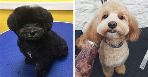 15 Best Maltipoo Haircuts For Your Puppy The Paws