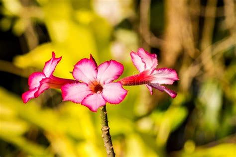 Tropical Flower Pink Adenium Desert Rose Flower Stock Image Image