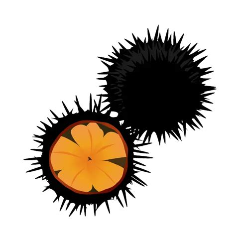 About Us Pacific Sea Urchin