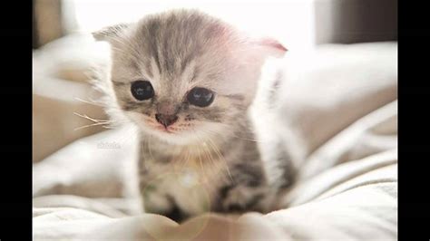 Cute Little Kittens Cute Little Kitten Cats Wallpaper