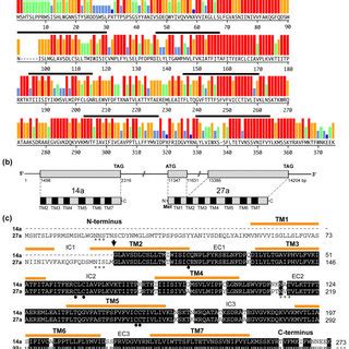 Analysis Of Candidate Aplysia Californica Chemosensory Receptors