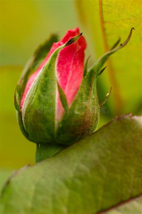 New Red Rose Bud Young Graceful Spray Rose A Small Bud Of A Blooming