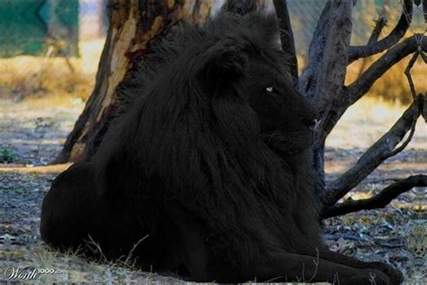 Pin By Myrtle Philbeck On Big Cats 2 Pinterest Black Lion