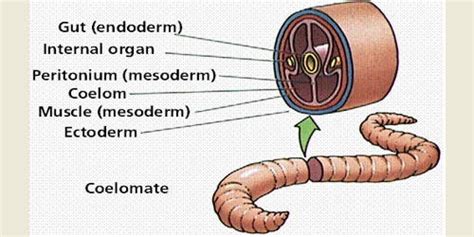 Body Wall And Body Cavity Of Earthworm Qs Study