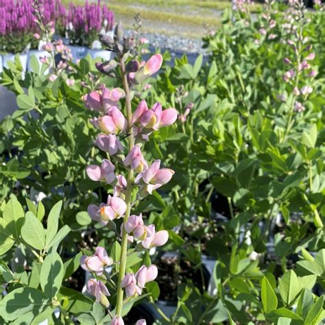 Baptisia Deluxe Pink Truffles False Indigo Cavanos Perennials