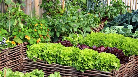 How To Start A Vegetable Garden Bunnings Australia