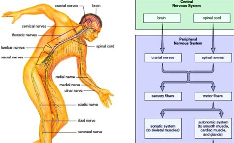 Labeled Nervous System Diagram For Kids Nervous Systemjj Nervous