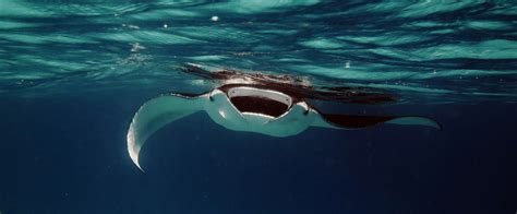 Ecology And Conservation Of Reef Manta Rays In Mayotte Marine