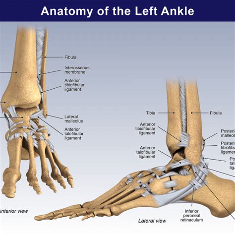 Anatomy of the Left Ankle - TrialExhibits Inc.