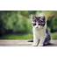 Cute Kitten Wallpapers Those Can Make Your Day Instantly  Let Us Publish