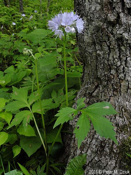 Hydrophyllum Virginianum Virginia Waterleaf Minnesota Wildflowers