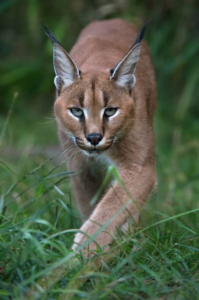 Wild Cats Of The World Caracal