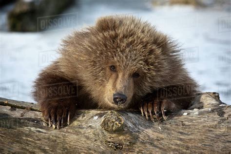 Captive Kodiak Brown Bear Cub Peeks Over A Snow Covered Log Alaska